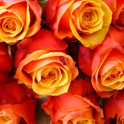 51 оранжевая роза WOW | доставка по Москве и области