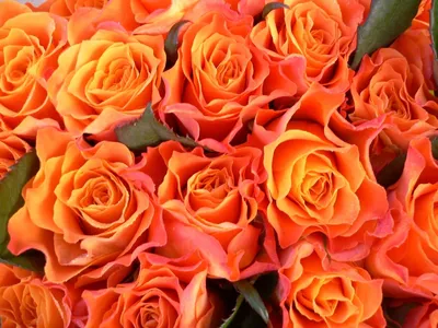 Букет оранжевых роз сорт Вау - купить 101 розу с доставкой по городу Днепр  в ➜ Royal-Flowers