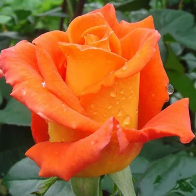 Оранжевые розы скачать фото обои для рабочего стола