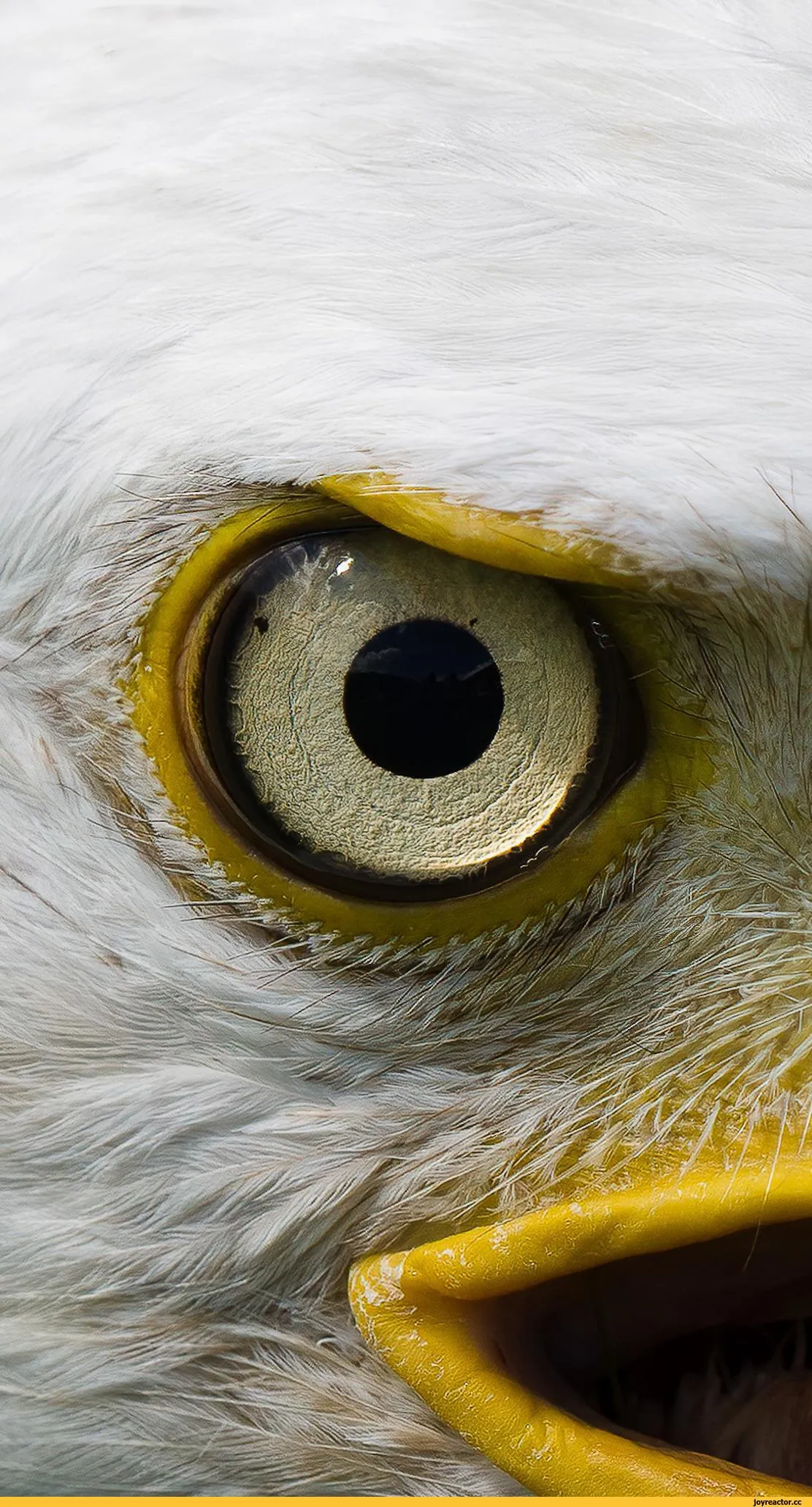 Цвет глаз птиц. Птичий глаз. Глаз орла. Зрение птиц. Глаз Сокола.