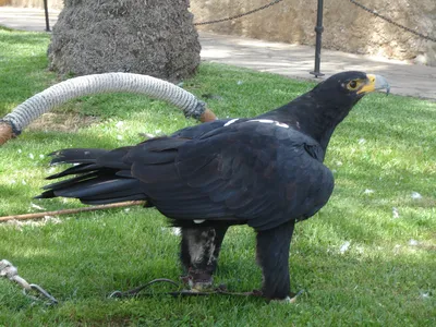 Орел Японии в зимний период. Птица Pelagicus Haliaeetus орла моря Stellers  с белым снегом Хоккайдо, Япония. Поведение действия дик Стоковое Фото -  изображение насчитывающей море, добыча: 189080248