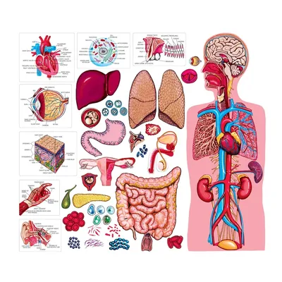 Картинки органов человека для детей фотографии