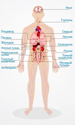 Образовательная Иллюстрация Анатомии Человека, Системы Органов Для Детей,  Школа, Образование. Векторный Бесшовный Узор Клипарты, SVG, векторы, и  Набор Иллюстраций Без Оплаты Отчислений. Image 69238154