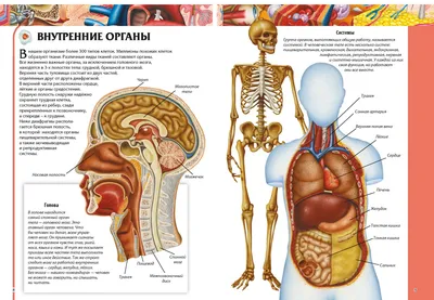 Как расположены внутренние органы человека, фото? | Кровеносная система,  Система органов человека, Биология