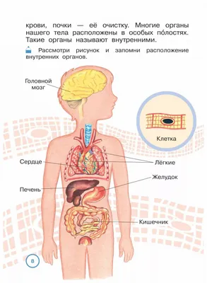 Фартук для внутренних органов человека фартук для раннего развития детей  развивающий фартук анатомические трехмерные внутренние органы фартук |  AliExpress