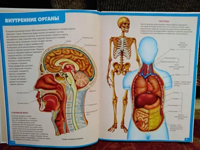 Орган слуха человека – строение и особенности