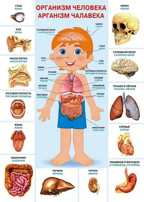 Картинки с органами человека для учеников 4 класса