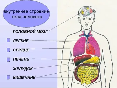 Изучаем с ребёнком тему «Тело человека»