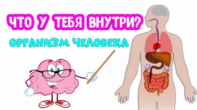 Организм ЧЕЛОВЕКА. Что у тебя внутри? - YouTube