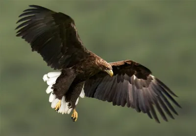 размер портрета американского орла полный Стоковое Изображение -  изображение насчитывающей американская, черный: 11836879