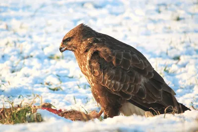 Аэрография Орел 🦅 на авто: на капот, крышу, двери и весь кузов