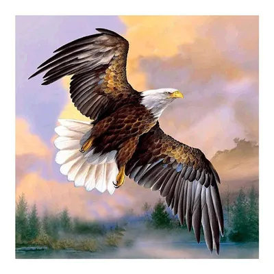 Крылья орла рисунок - 66 фото