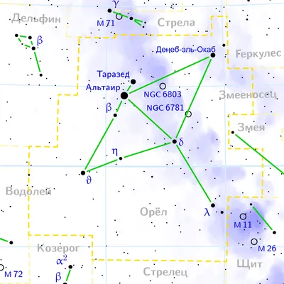 Орел (птица) – описание, виды, чем питается, где обитает, фото