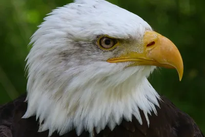Могущественная птица планеты - Орёл, интересные факты о ней | Ронька! | Дзен