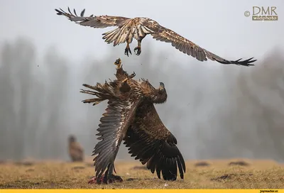 Птицы – маркеры экологии»: орнитолог спасает от гибели орлов и журавлей -  «Экология России»