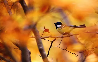 Фотография птица Great Tit Осень Животные 2560x1614