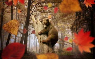 Фото и Картинки на рабочий стол «животные осенью»