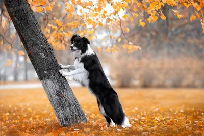 Обои собака, животное, осень, листопад на рабочий стол