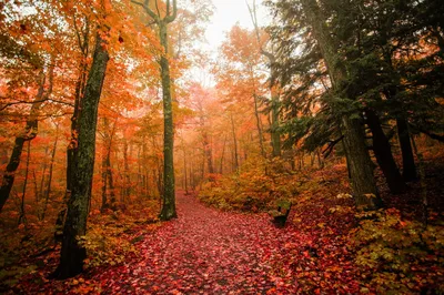 Картинки осень лес фотографии
