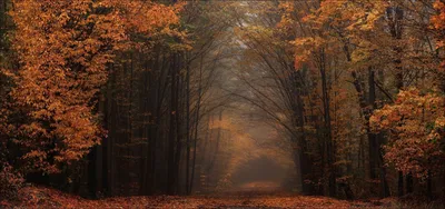 Foto Stock Красивый осенний лес отражается в зеркале пруда | Adobe Stock