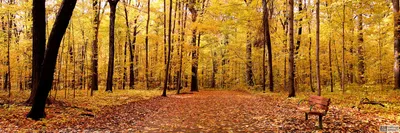 Лиственный лес осенью.. Фотограф Купреев Юрий