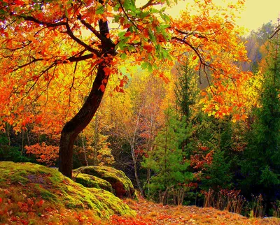 Осенний лес | Пикабу