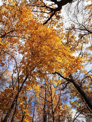 Фотообои \"Осенний лес\" - Арт. 150096 | Купить в интернет-магазине Уютная  стена