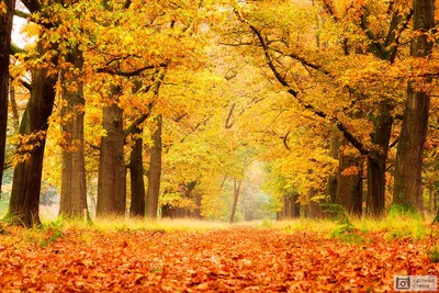 Осенний лес | Осень, Осенний день, Лес