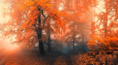 Осенний лес. / Осенний лес. / Фотография на PhotoGeek.ru