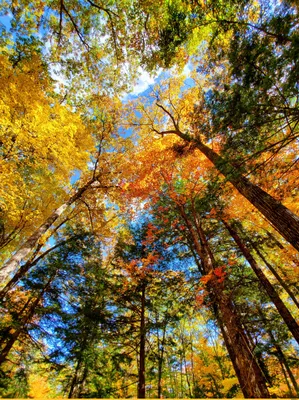 Фотообои \"Осенний лес и горы\" - Арт. 150115 | Купить в интернет-магазине  Уютная стена
