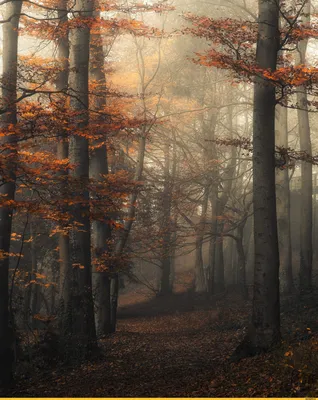 Лес осенью :: жанна нечаева – Социальная сеть ФотоКто