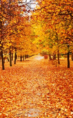 Купить картину Осенний лес в Москве от художника Клименко Екатерина