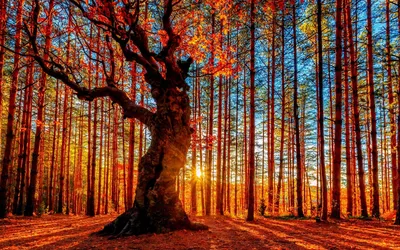 Осенний лес(III). Фотограф Иванчиков Дмитрий