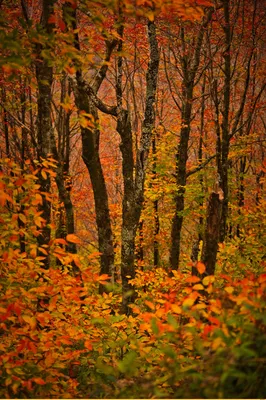 Осенний лес, вокруг осенние деревья…» — создано в Шедевруме