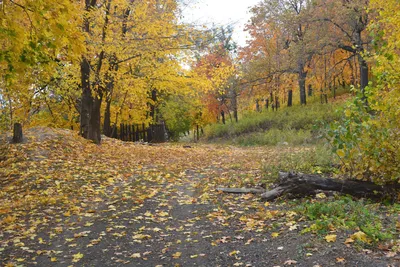 Осенний лес. Photographer Dubrovinskiy Mihail