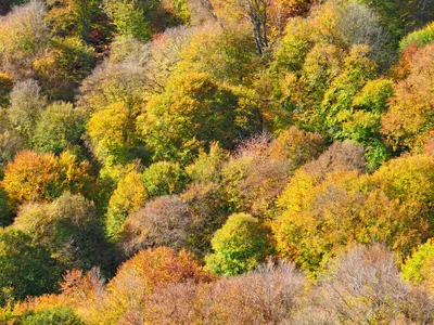 картинки : дерево, природа, Солнечный лучик, Осень, парк, время года,  Деревьями, листья, Лиственный, Роща, Лесистая местность, естественная  среда, далеко, Цвет осени, Осенняя листва, Осенний пейзаж, Осенний лес,  Экосистемный, Золотая осень, осенний день,