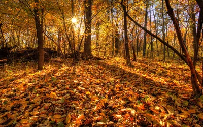 Осень, горы, лес... | Pretty landscapes, Nature photography, Fall wallpaper