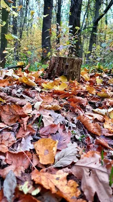 Осенний лес с солнцем и живыми листьями Стоковое Изображение - изображение  насчитывающей утро, пуща: 157448893