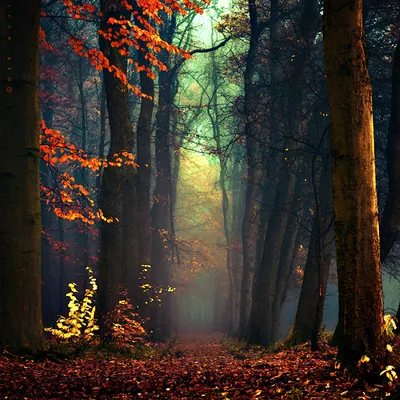 Волшебный осенний лес,цветной …» — создано в Шедевруме