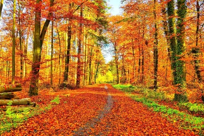 Картинки Осень Золотая фотографии