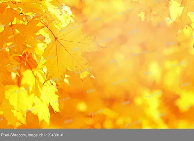 Картинка Осень золотая » Осень картинки скачать бесплатно (353 фото) -  Картинки 24 » Картинки 24 - скачать картинки бесплатно