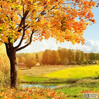 Картина маслом \"Золотая осень. В Екатерининском парке\" 30x40 SK190912  купить в Москве