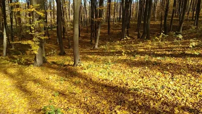 Осенний лес | 26.10.2023 | Архангельск - БезФормата