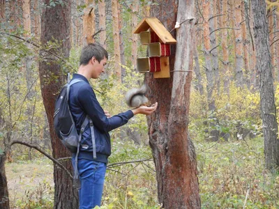 Как нарисовать осенний лес поэтапно 4 урока