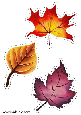 шаблоны осенних листьев для вырезания из бумаги A4 | Leaf template, Fall  leaf template, Autumn crafts