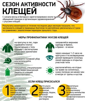 Осторожно клещи! | Официальный сайт Новосибирска