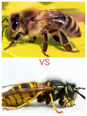 Пчела и оса стоковое фото. изображение насчитывающей летание - 33436854