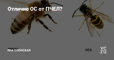 Кто больнее жалит: пчела, оса, шмель или шершень? | ПАСЕКА АЛЕКСАНДРА В  КАЛИНИНГРАДСКОЙ ОБЛАСТИ | Дзен