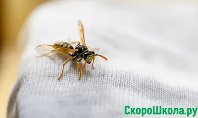 Какое это насекомое: пчела, оса, шмель или шершень? 🙄 Полосатых насекомых  путают почти все. Но если знать,.. | ВКонтакте