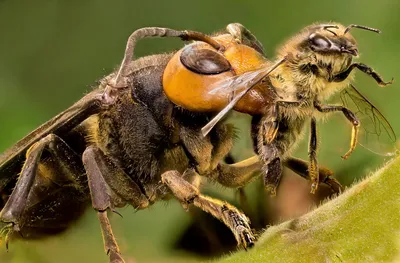 Кто больнее кусается: пчела, оса или шершень - Рамблер/новости